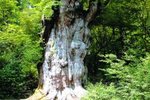 yakusugi-300x200.jpg yakusugi-300x200.jpg